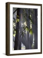 Bamboo Leaves Illuminated in the Sun on a Misty Morning-Alex Saberi-Framed Photographic Print