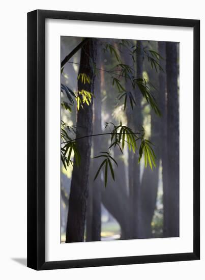 Bamboo Leaves Illuminated in the Sun on a Misty Morning-Alex Saberi-Framed Photographic Print