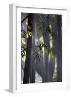 Bamboo Leaves Illuminated in the Sun on a Misty Morning-Alex Saberi-Framed Photographic Print