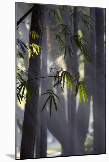 Bamboo Leaves Illuminated in the Sun on a Misty Morning-Alex Saberi-Mounted Photographic Print