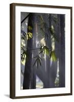 Bamboo Leaves Illuminated in the Sun on a Misty Morning-Alex Saberi-Framed Photographic Print