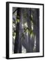 Bamboo Leaves Illuminated in the Sun on a Misty Morning-Alex Saberi-Framed Photographic Print