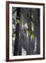 Bamboo Leaves Illuminated in the Sun on a Misty Morning-Alex Saberi-Framed Photographic Print