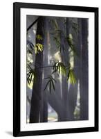 Bamboo Leaves Illuminated in the Sun on a Misty Morning-Alex Saberi-Framed Photographic Print