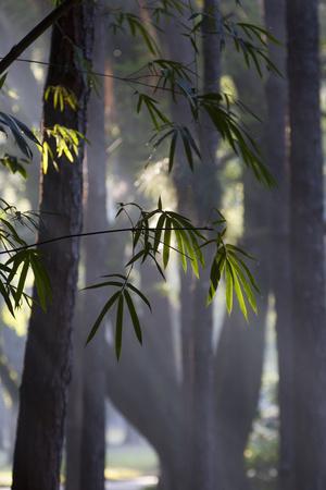 https://imgc.allpostersimages.com/img/posters/bamboo-leaves-illuminated-in-the-sun-on-a-misty-morning_u-L-PNCN6K0.jpg?artPerspective=n