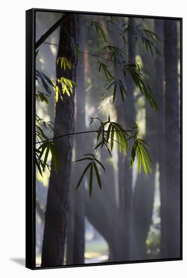 Bamboo Leaves Illuminated in the Sun on a Misty Morning-Alex Saberi-Framed Stretched Canvas