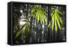 Bamboo Leaves Illuminated in the Sun on a Misty Morning-Alex Saberi-Framed Stretched Canvas