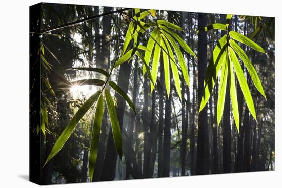 Bamboo Leaves Illuminated in the Sun on a Misty Morning-Alex Saberi-Stretched Canvas