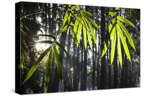 Bamboo Leaves Illuminated in the Sun on a Misty Morning-Alex Saberi-Stretched Canvas