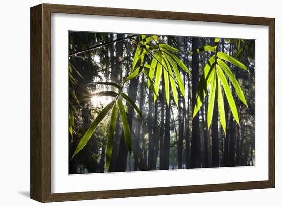 Bamboo Leaves Illuminated in the Sun on a Misty Morning-Alex Saberi-Framed Photographic Print