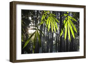 Bamboo Leaves Illuminated in the Sun on a Misty Morning-Alex Saberi-Framed Photographic Print