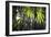 Bamboo Leaves Illuminated in the Sun on a Misty Morning-Alex Saberi-Framed Photographic Print