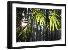 Bamboo Leaves Illuminated in the Sun on a Misty Morning-Alex Saberi-Framed Photographic Print