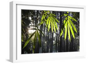 Bamboo Leaves Illuminated in the Sun on a Misty Morning-Alex Saberi-Framed Photographic Print