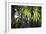 Bamboo Leaves Illuminated in the Sun on a Misty Morning-Alex Saberi-Framed Photographic Print