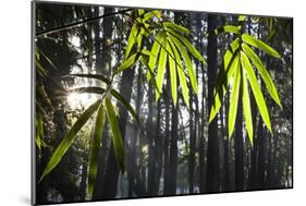 Bamboo Leaves Illuminated in the Sun on a Misty Morning-Alex Saberi-Mounted Photographic Print