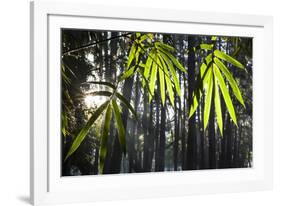 Bamboo Leaves Illuminated in the Sun on a Misty Morning-Alex Saberi-Framed Photographic Print