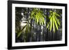 Bamboo Leaves Illuminated in the Sun on a Misty Morning-Alex Saberi-Framed Photographic Print