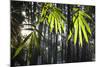 Bamboo Leaves Illuminated in the Sun on a Misty Morning-Alex Saberi-Mounted Photographic Print