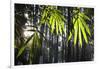 Bamboo Leaves Illuminated in the Sun on a Misty Morning-Alex Saberi-Framed Photographic Print