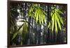 Bamboo Leaves Illuminated in the Sun on a Misty Morning-Alex Saberi-Framed Photographic Print