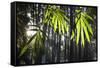 Bamboo Leaves Illuminated in the Sun on a Misty Morning-Alex Saberi-Framed Stretched Canvas