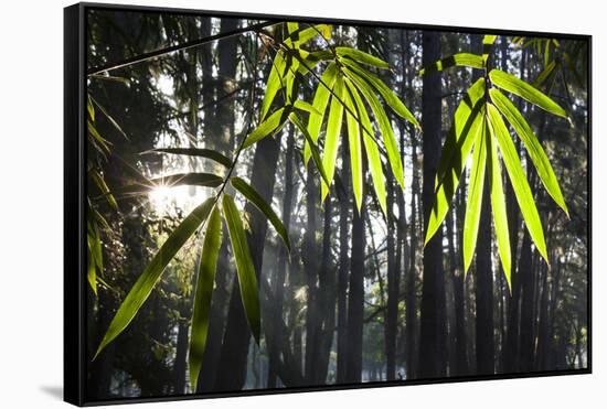 Bamboo Leaves Illuminated in the Sun on a Misty Morning-Alex Saberi-Framed Stretched Canvas