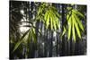 Bamboo Leaves Illuminated in the Sun on a Misty Morning-Alex Saberi-Stretched Canvas