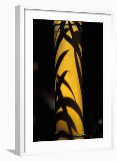 Bamboo Leaves Shadow on a Stubble-null-Framed Photographic Print