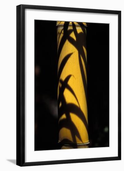 Bamboo Leaves Shadow on a Stubble-null-Framed Photographic Print