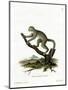 Bamboo Lemur-null-Mounted Giclee Print