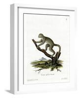 Bamboo Lemur-null-Framed Giclee Print
