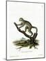 Bamboo Lemur-null-Mounted Giclee Print