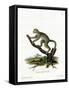 Bamboo Lemur-null-Framed Stretched Canvas