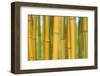 Bamboo occurs in the Zhejiang Province of China-Edwin Giesbers-Framed Photographic Print