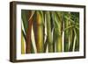 Bamboo on Beige I-Patricia Pinto-Framed Premium Giclee Print