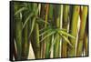 Bamboo on Beige II-Patricia Pinto-Framed Stretched Canvas