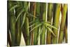 Bamboo on Beige II-Patricia Pinto-Stretched Canvas