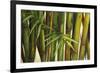 Bamboo on Beige II-Patricia Pinto-Framed Art Print