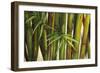 Bamboo on Beige II-Patricia Pinto-Framed Art Print