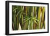 Bamboo on Beige II-Patricia Pinto-Framed Art Print