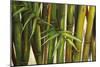 Bamboo on Beige II-Patricia Pinto-Mounted Art Print