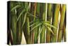 Bamboo on Beige II-Patricia Pinto-Stretched Canvas