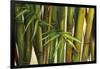 Bamboo on Beige II-Patricia Pinto-Framed Art Print