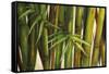 Bamboo on Beige II-Patricia Pinto-Framed Stretched Canvas