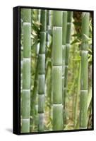 Bamboo (Phyllostachys Sp.)-Johnny Greig-Framed Stretched Canvas