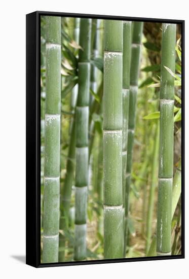 Bamboo (Phyllostachys Sp.)-Johnny Greig-Framed Stretched Canvas