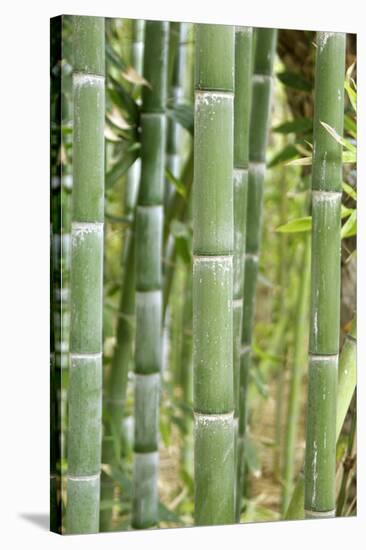 Bamboo (Phyllostachys Sp.)-Johnny Greig-Stretched Canvas