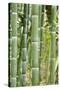 Bamboo (Phyllostachys Sp.)-Johnny Greig-Stretched Canvas