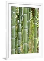 Bamboo (Phyllostachys Sp.)-Johnny Greig-Framed Photographic Print